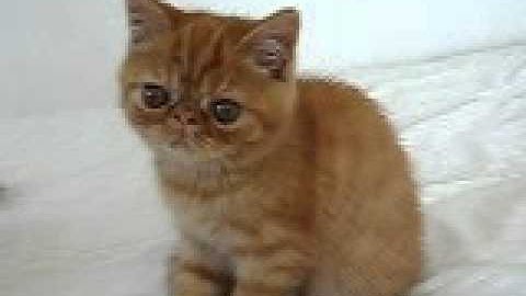 Watch the video about Red spotted tabby, exotic shorthair, male, 10 weeks