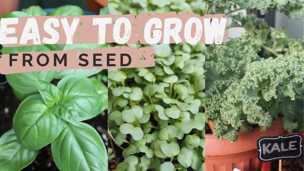 Easy to Grow from Seed | Plants for Beginner Gardeners