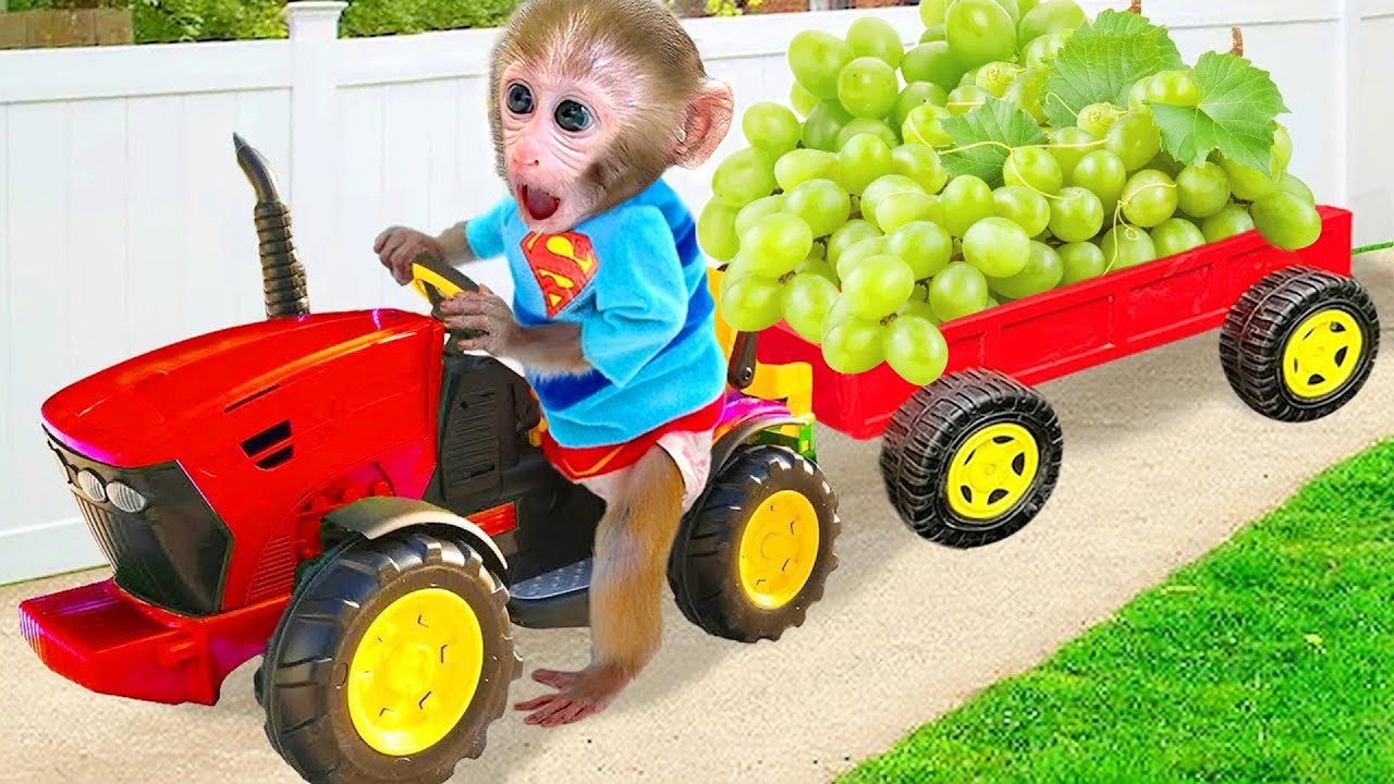 Monyet Bon Bon Imut memanen buah-buahan dan mendapatkan hadiah misterius - MONYET BON BON IDN