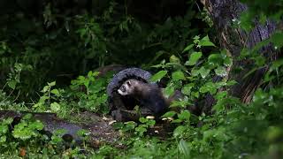 Nachtdieren Vledder 2023