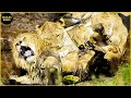 Lion Attack &amp; Eat Lion | 45 Brutal Moments Lion Fight To Dea.th Caught On Camera
