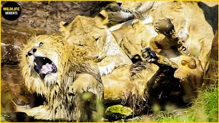 Lion Attack & Eat Lion | 45 Brutal Moments Lion Fight To Dea.th Caught On Camera