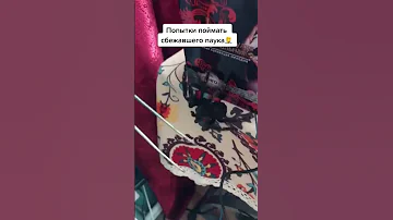 Пытаюсь поймать сбежавшего паука птицееда.