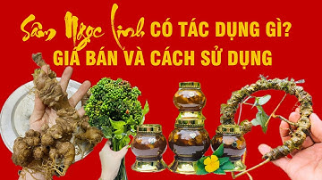 SÂM NGỌC LINH CÓ TÁC DỤNG GÌ? GIÁ BÁN VÀ CÁCH SỬ DỤNG