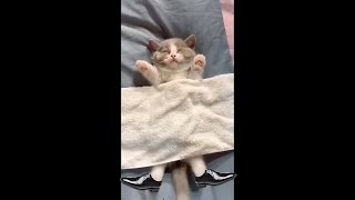 Cat does a funny Roll