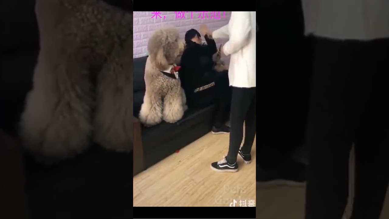 Funny Animal Videos | Huge Fluffy Dog Helps To Punish Man