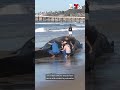 52 Ft Whale Washes Ashore On Pacific Beach In San Diego 52 Ft Whale Washes Ashore On Pacific Beach In San Diego