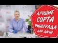 Лучшие сорта винограда для средней полосы