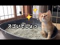 【保護子猫】初日からトイレを使いこなす天才猫