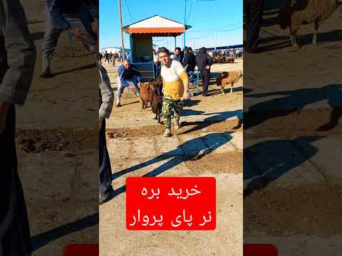 جهت خرید بره نر پای پروار در بازاردام نیشابور در خدمتیم نر حسن وجدانی گوسفند گوسفندان نیشابور