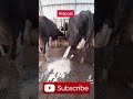 PAINFUL! 💔 Every Livestock Farmer Needs to See This – Act Fast Before It’s Too Late! #FarmTok"