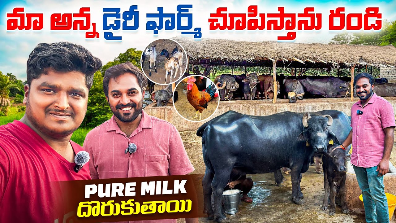 మా అన్న dairy farm చూపిస్తాను రండి 