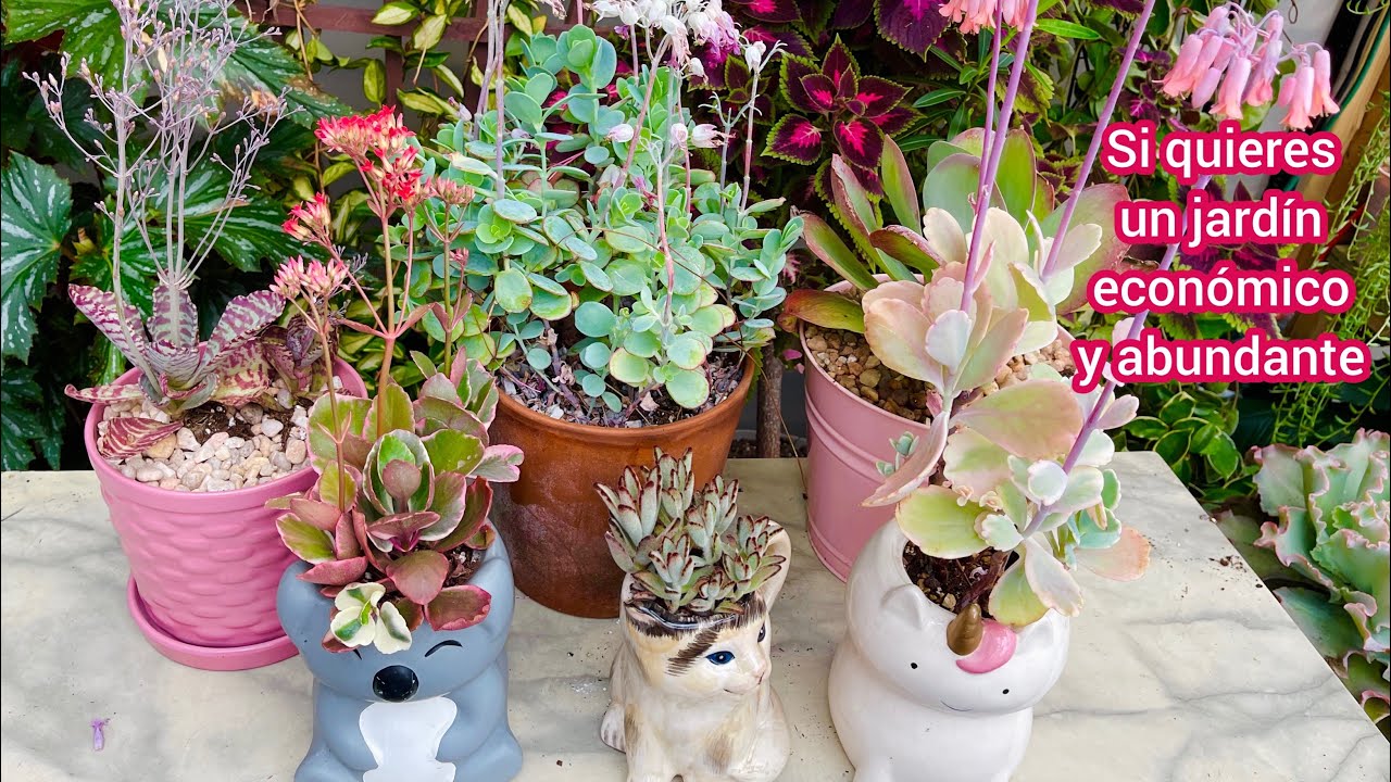 Kalanchoes plantas muy  abundantes, resistentes y económicas