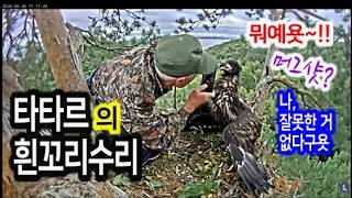 타타르의 흰꼬리수리 칠만이 screenshot 5