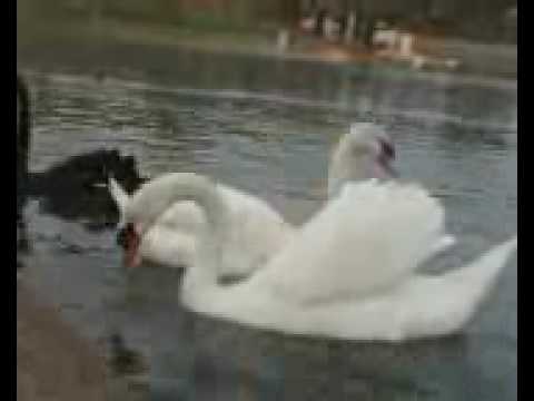 אגם הבירבורים 