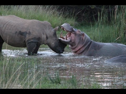 Video: Perbezaan Antara Hippopotamus Dan Badak