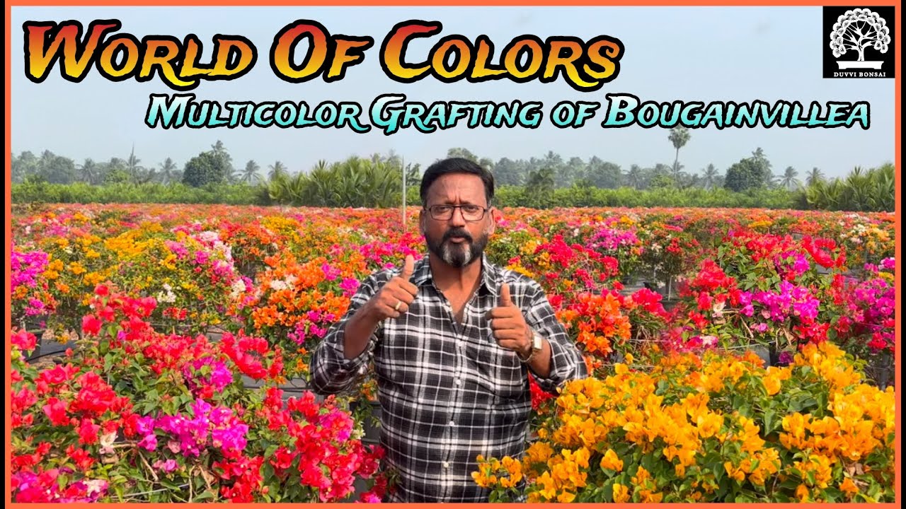 How to Graft Bougainvillea for Stunning Multiple Color Blooms | Easy Guide
