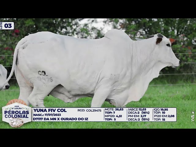 LOTE 03