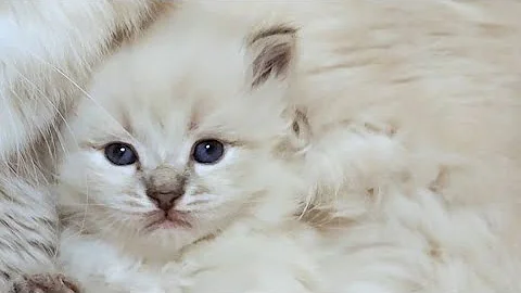 Watch the video about Adorable Siberian Kittens 3 1/2 weeks old 😍😍 #kittens #toocute