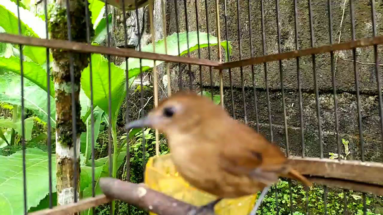 jongkangan betina lagi nyiul
