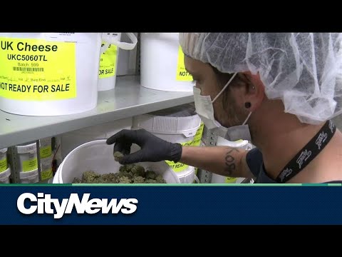 ryerson’s-new-business-of-cannabis-course-almost-full