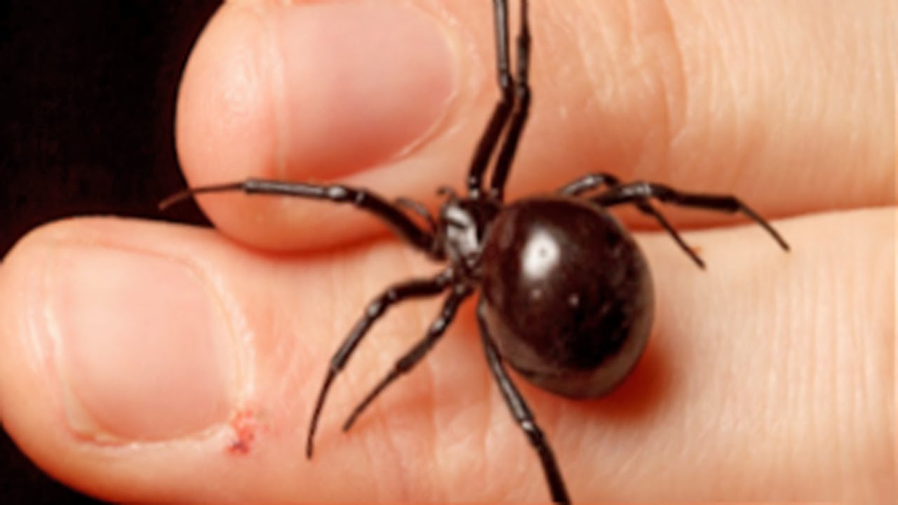 Will A Black Widow Bite Kill You : Brown Widow Bite Symptoms Treatment