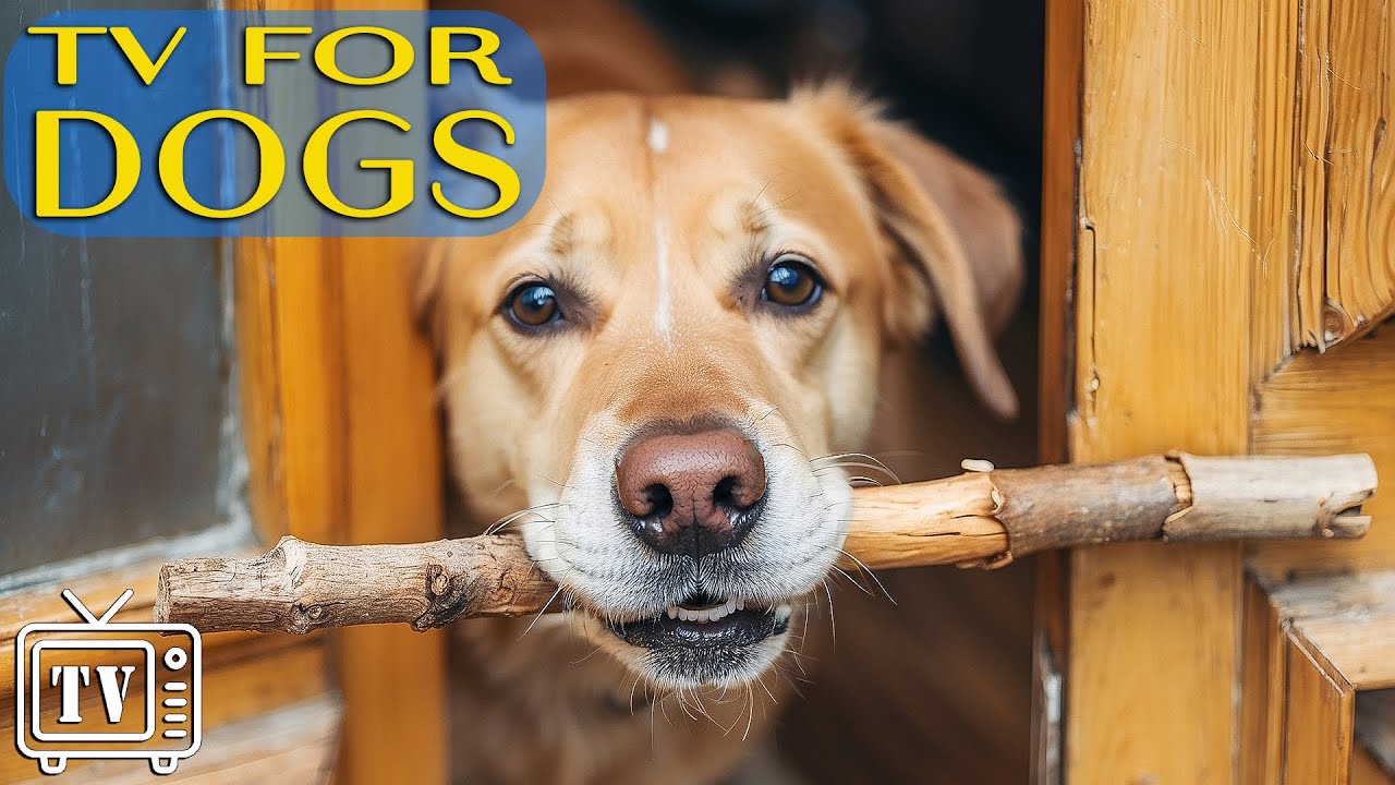Dog TV: Calming Music for Dogs When Home Alone - Cure Separation Anxiety & Stress Relief for Dogs
