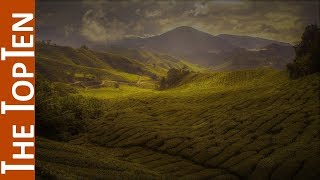 The Top Ten Tea Producing Countries in the World