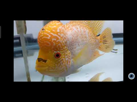 Video Top 10 cá la hán đẹp nhất thế giới - youtube