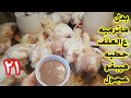 عمر 21 يوم بدل مافي الزباله ترميه زودي وزن الفراخ بيه كنز رباني ببلاش لزيادة الوزن ومنع الإسهالات 