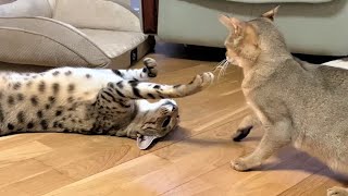 Living with a Savannah cat. Ep 23