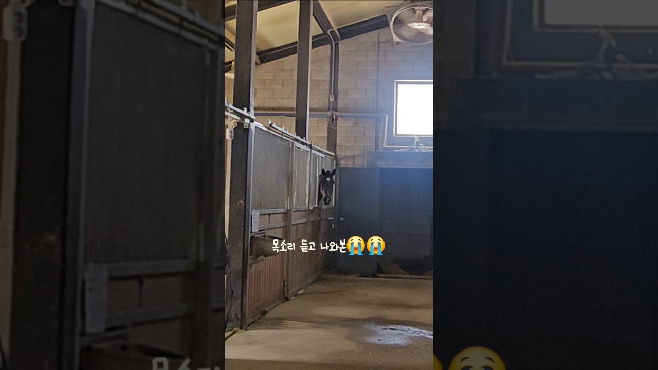 아픈 경주마 병문안을 가서 이름을 불렀더니 #홀리티아라 #얼른낫자🥲❤️