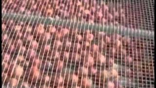 Sge Onion Handling High Speed Bin Tipper