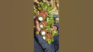 اجود انواع القات في اليمن فيديوهات قات اصفار 