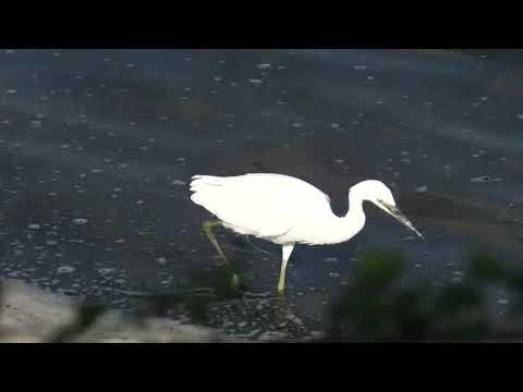 Little Egret close up Bird at RSPB Snettisham Norfolk UK 25aug26 438p 2k v900