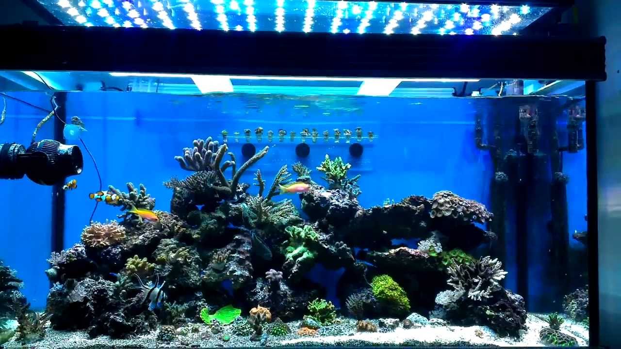Jebao WP-40 in 4ft, 300L tank - YouTube