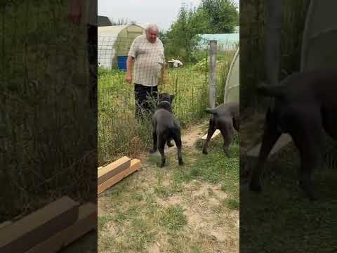 Все как всегда- с соседом друзья 🥰#tttt #cane #canecorso #канекорсо #canecorsoitaliano