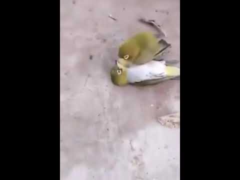 ماتت انثا فلم يتحمل فراقها ومات بجانبها