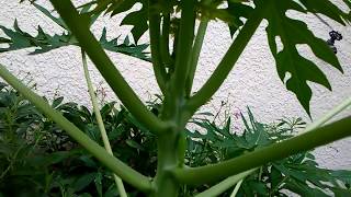How to grow Papaya trees short and set fruits early ( part 1 of 3 )..