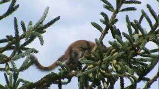 Squirrel eating pinecones....