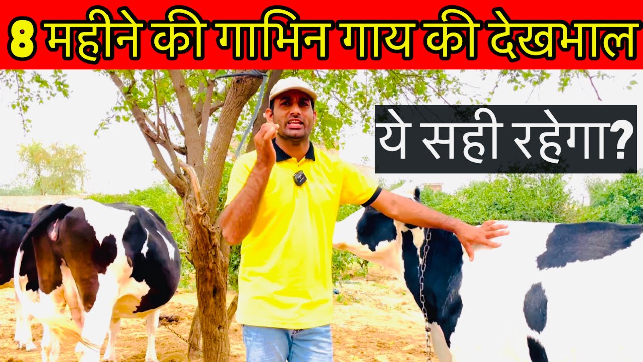 How to care pregnant cow।संतुलित पशु आहार।
