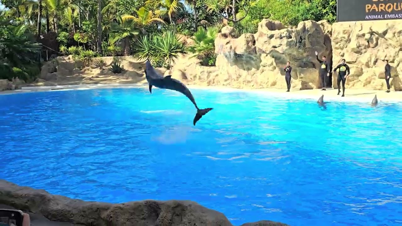 Шоу дельфинов - Loro Parque - 12.01.26 Тенерифе