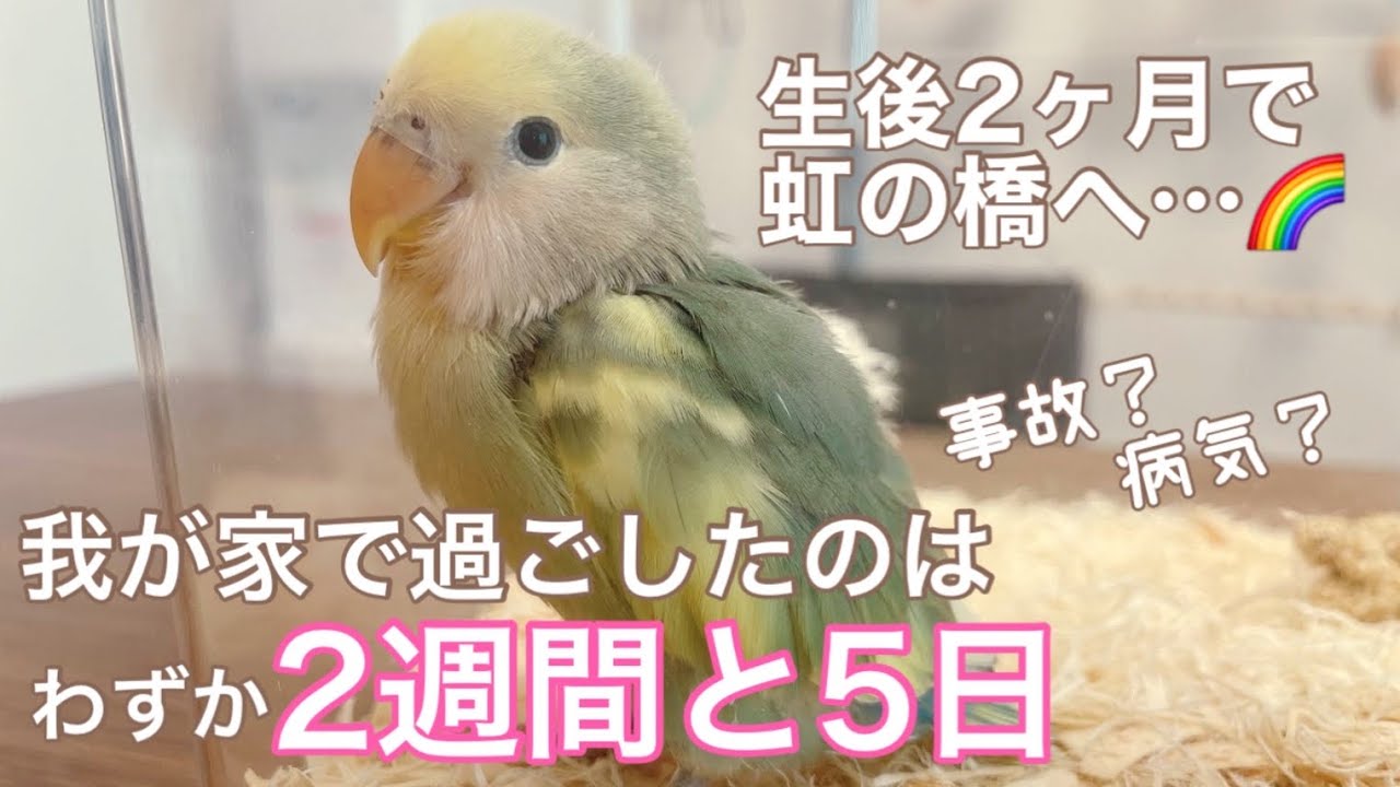 【虹の橋】愛する我が子が天国へ…事故？病気？すべてお話します。|コザクラインコ雛|生後2ヶ月ヒナ|シーグリーンパイド