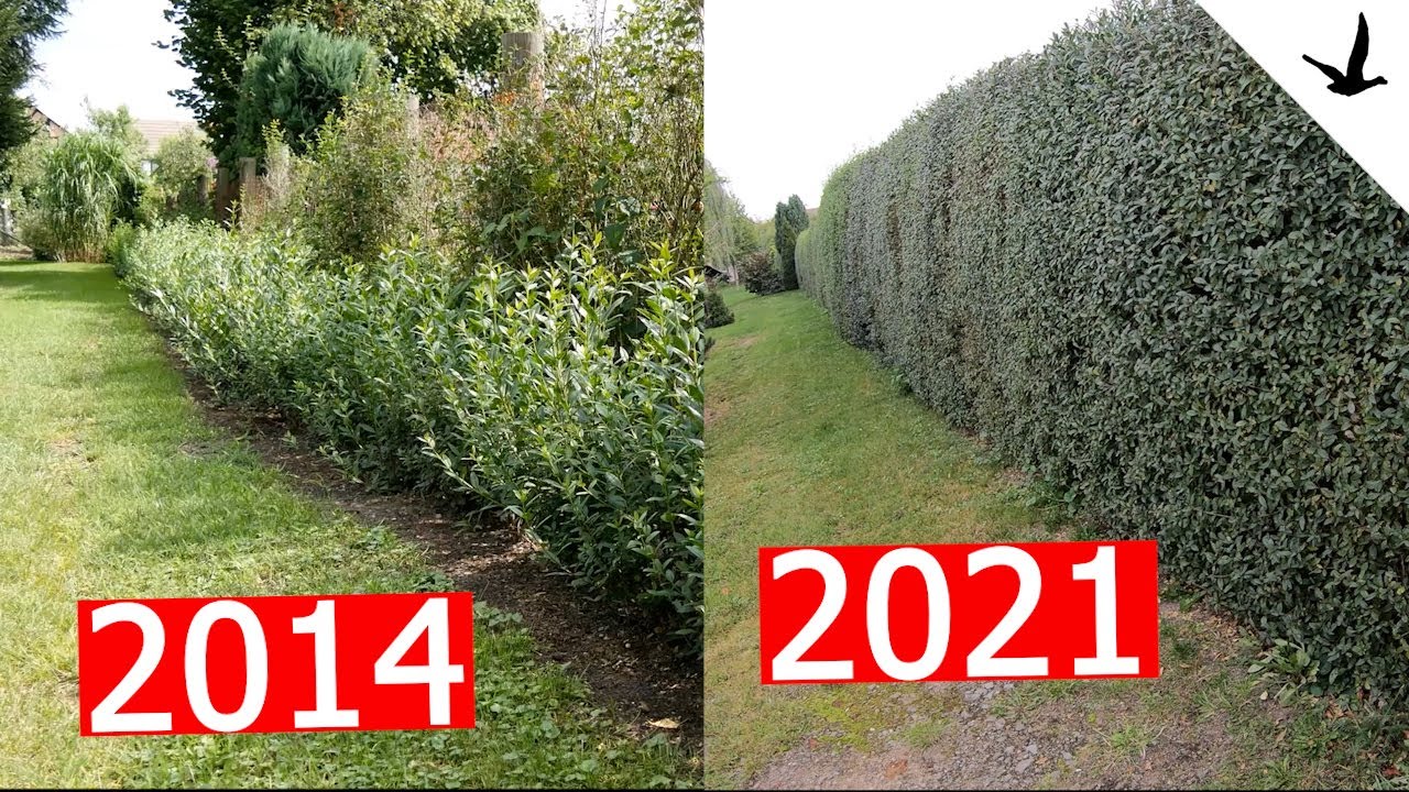 Hecke schneiden per Hand fr einen extrem dichten WuchsMit Gardena  NatureCut Heckenschere
