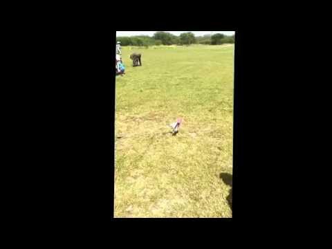 BOTTLE ROCKET FAIL