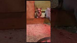 Insane 8 Week Old Puppy Not Forsale