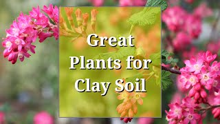 Great Plants for Clay Soil