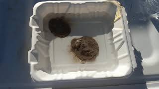 Dispersive Soil - Crumb Test