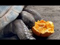 Tortoise Squash Chomps
