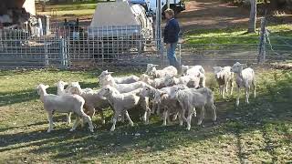 Casterton working dog auction 2024 - Bamma George video 2 - Lot 17, Adrian Carpenter.